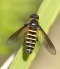 Lomatia lateralis